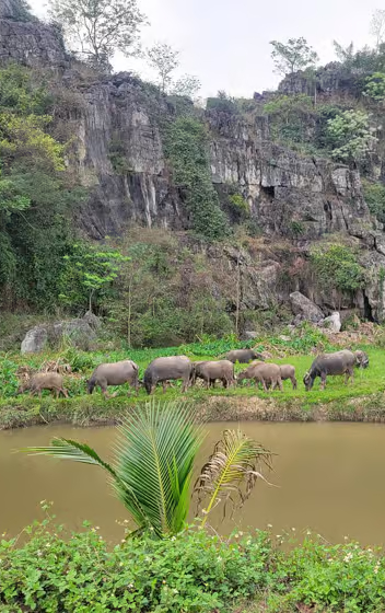 Ninh Binh Local Life Tour: Buffalo, Duck Farm & Home Meal - Go Vietnam Travel
