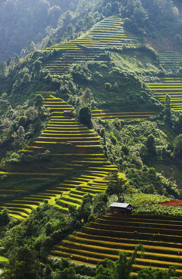 Yên Bái • Mu Cang Chai Golden Rice Terraces & Ta Xua Cloud Hunting